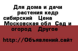  Для дома и дачи-растения кедр сибирский › Цена ­ 1 500 - Московская обл. Сад и огород » Другое   